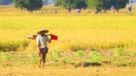 Farmer-wearing-traditional-lungi-hat-in-Bangladesh-farmland,-handheld-view