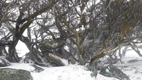 Australien-Schneekaugummi-Schneebedeckter-Baum-Weiß-Aus-Winter-Friedlich-Schön-Perisher-Thredbo-Aussie-Von-Taylor-Brant-Film