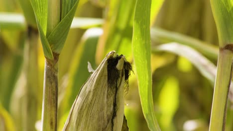 Close-up-on-mature-ear-of-corn-on-stalk-with-leaves-moving-in-gentle-breeze