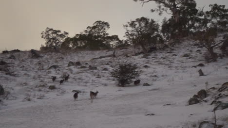 Australien-Verschneit-Kangroo-Blizzard-See-Jindy-Berge-Roos-Schönes-Tier-Atemberaubend-4-Von-Taylor-Brant-Film