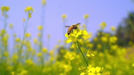 Bienen-Sammeln-Honig-Von-Blumen-In-Weiten-Senffeldern