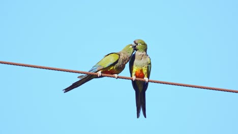 A-pair-of-Burrowing-Parakeets-perching-on-a-wire,-El-Rincon-Natural-reserve,-Merlo,-San-Luis,-Argentina