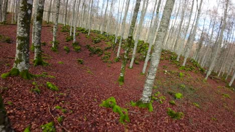 FPV-drone-flight-in-a-forest-in-autumn,-the-ground-is-full-of-dry-brown-leaves-that-stand-out-against-the-moss-and-green-vegetation