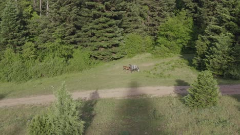 Aerial---Horses-in-meadow