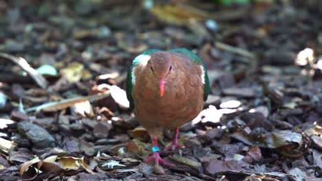 Close-up-shot-capturing-an-emerald-dove-walking-on-the-forest-ground,-searching-and-foraging-for-food