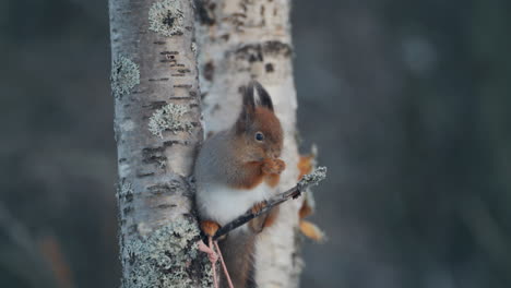 Close-up-of-a-brown-and-white-squirrel-eating-on-a-tree-branch