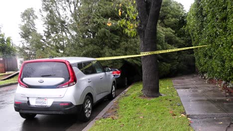 Coches-Aplastados-Por-La-Caída-De-Un-árbol