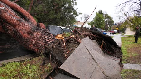 Bürgersteig-Gebrochen,-Nachdem-Baum-Heruntergefallen-Ist