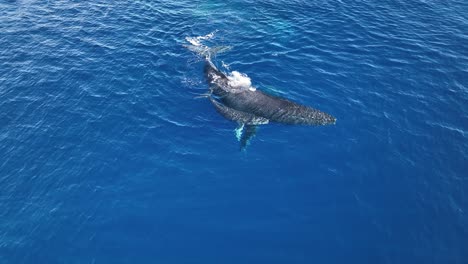 Incredibly-Clear-Drone-Footage-Of-Humpback-Whale-Mom-And-Baby-Calf-Spouting-Double-Rainbows-Off-The-Coast-Of-Maui