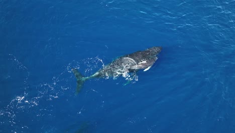 Newborn-Whale-Calf-And-Mom-Displaying-Intimate-Social-Emotional-Bonding-Behaviors-As-The-Baby-Joins-The-Whale-Pod