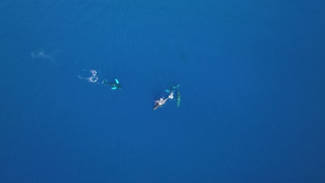 Walbeobachtung-Auf-Maui