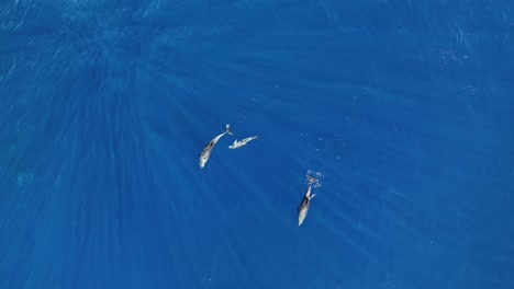 Baby-Delfinschwimmen-Mit-Mama-Und-Papa-In-Maui,-Während-Ein-Großer-Buckelwal-Vor-Ihnen-Schwimmt