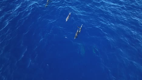 Una-Manada-De-Delfines-Nadando-Justo-Debajo-De-La-Superficie-Del-Agua-En-Maui