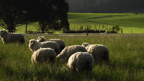 Flauschige-Schafe-Grasen-An-Einem-Sonnigen-Tag-In-Der-Wiesensonne