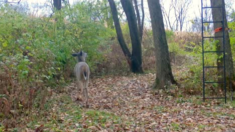 Six-point-whitetail-buck-walking-along-game-trail-senses-a-hunter-in-the-tree-stand-and-quickly-turns-around