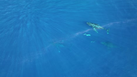 Atemberaubende-Luftaufnahme-Von-Drei-Buckelwalen-Und-Drei-Delfinen,-Die-Harmonisch-An-Die-Meeresoberfläche-Schwimmen,-Um-Zu-Atmen