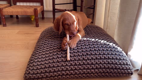 A-Hungarian-Vizsla-puppy-playing-with-a-chew-stick-indoors