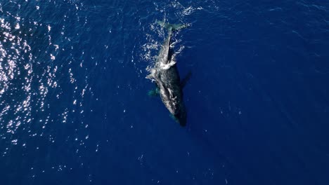 Rare-Aerial-Footage-Of-A-Newborn-Baby-Whale-Calf-Riding-On-Mom's-Back