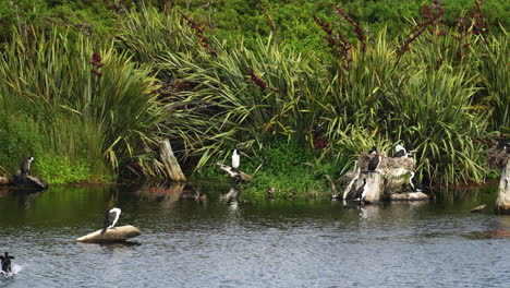 Mehrere-Wasservögel,-Darunter-Kormorane,-Genießen-Den-Fluss