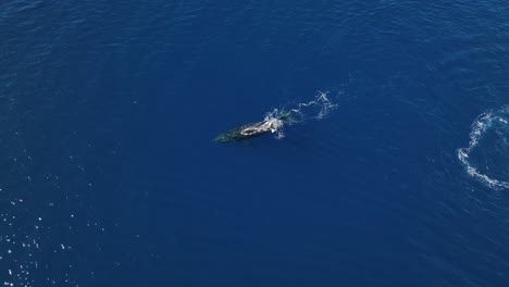 Luftparallaxe-Um-Eine-Buckelwalmutter,-Die-Ihrem-Neugeborenen-Kalb-Das-Schwimmen-Beibringt