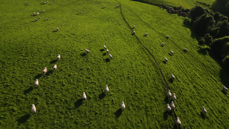 Aerial-forward-view-of-Dunsdale-area-of-southland,-with-sheep-grazing