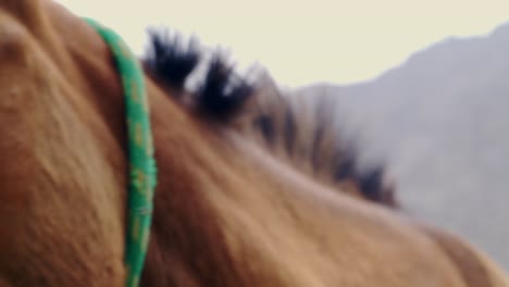 Slow-Motion-Macro-Shot-Of-Horse's-Head-Breathing-in-Wild-Nature