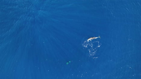 Blick-Von-Oben-Auf-Mutter-Und-Baby-Delfin,-Die-Kurz-Luft-Holen,-Bevor-Sie-Unter-Die-Meeresoberfläche-Tauchen