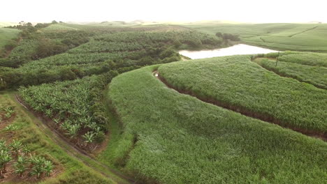 Drohnenschwenk-Am-Frühen-Morgen-über-Bananenplantagen-Und-Zuckerrohrfelder-In-Südafrika