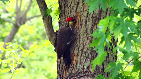 Close-up-gimbal-shot-of-Pileated-Woodpecker-drilling-for-food