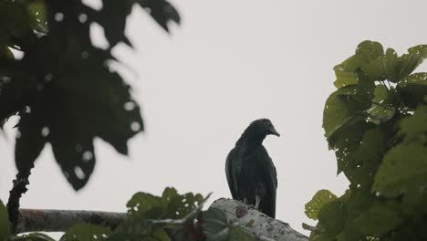 Amazonischer-Schwarzer-Vogel,-Der-Auf-Tropischem-Regenwald-Hockt