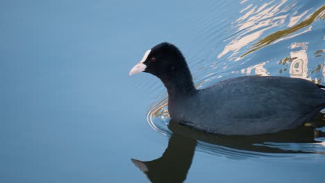 Eurasischer-Blässhuhn-Schwarzwasservogel,-Der-Treibkraut-Auf-Einem-See-Bei-Sonnenuntergang-Frisst---Nahverfolgung