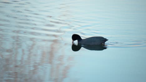 Black-Eurasian-coot-birds-swims-on-pond-eating-algae-in-the-evening,-blue-sky-reflected-in-water-surface