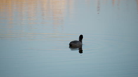 Eurasian-coot,-Fulica-atra,-or-common-coot-forages-alga-in-autumn-park-pond-at-seting-sun-light