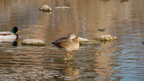 Female-Mallard-Duck-Standing-on-One-Leg-on-a-Stone-Stuck-Out-of-Water-while-Male-Swimming-in-Shallow-Stream,-Two-Wild-Ducks-At-Sunset