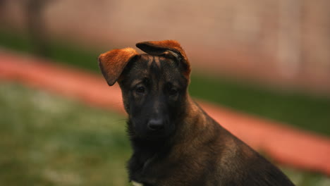 Portrait-of-a-cute-purebred-Belgian-Malinois-puppy,-looking-around,-with-adorable-messy-ears