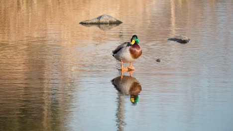 Male-Mallard-Duck-Standing-on-Tiny-Stone-At-Shallow-Stream-Basking-in-the-Rays-of-the-Setting-Sun-Hiding-His-Head-Under-Wing