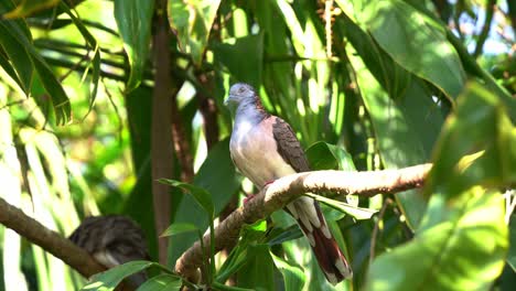 Wild-bar-shouldered-dove,-geopelia-humeralis-spotted-perching-on-tree-branch-against-beautiful-green-foliages-background,-curiously-wondering-around-its-surrounding-environment-in-daylight