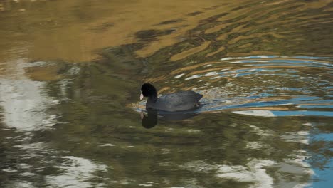 The-Eurasian-coot,-Fulica-atra,-swims-at-duck-pond-eating-algae-daytime