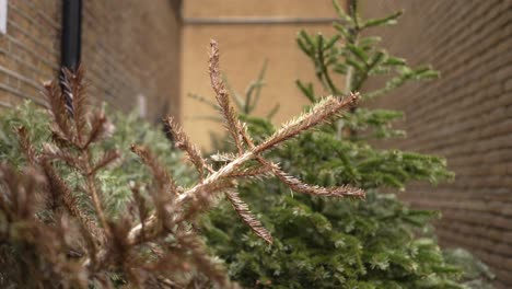 Tote-Braune-Und-Grüne-Weihnachtsbäume,-Die-Auf-Dem-Bürgersteig-Auf-Der-Straße-Weggeworfen-Werden,-Mit-Müll-,-ökologie--Und-Umweltproblemen