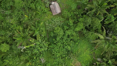Flyover-of-bush-huts-in-a-remote-village-surrounded-by-dense-rainforest-in-New-Guinea