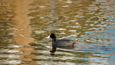 Lone-Eurasian-Coot-Water-Bird-Swimming-at-Shallow-Stream-Eating-Alga-Peaking-Food-With-Beak-From-Water-Surface-At-Yangjae-River-Under-Soft-Sunset-Light--Tracking