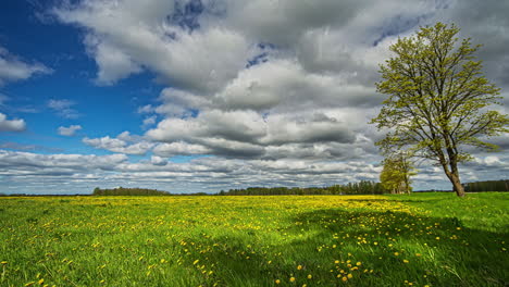 Erstaunlicher-Zeitraffer-Eines-Gelben-Blumenfeldes-Mit-Wolken,-Die-Am-Blauen-Himmel-Vorbeiziehen-Und-Die-Sonne-Langsam-Durch-Die-Wolken-Brennen-Lassen