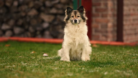 Camera-Tracks-to-close-Up-of-a-Cute-Fluffy-Dog-Sitting-in-the-Yard-Looking-into-Camera