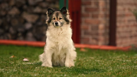 Entzückender-Junger-Border-Collie-Haushund,-Der-Friedlich-Auf-Gras-Sitzt,-Weißes-Und-Braunes,-Ruhiges,-Reinrassiges-Haustier-Im-Garten-Mit-Blick-Auf-Die-Kamera