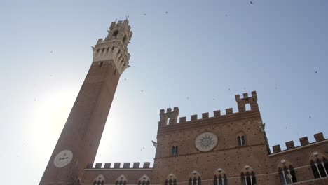 Birds-flying-around-tower-in-Siena,-torre-del-mangia-with-town-hall,-closeup