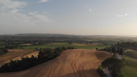 drone-lifts-above-wheat-field-in-romantic-Tuscany,-seagull-flying-by,-summer-evening