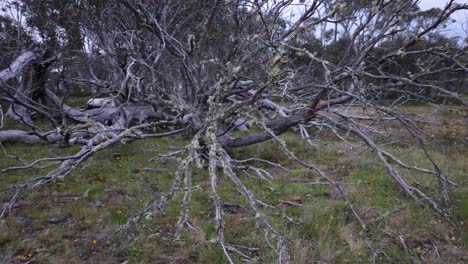 Slow-motion-orbit-shot-around-dead-branches-from-a-snow-gum-up-in-the-alpine-area