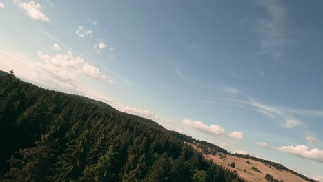 Flying-with-FPV-racing-drone-in-the-tree-tops-of-a-beautiful-spruce-forest-and-descending-towards-a-herd-of-Hucul-horses-grazing-on-a-pasture-in-the-village-of-Sihla,-Central-Slovakia