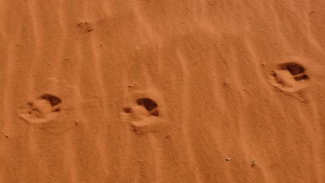 Camel-footprints-in-red-sand-of-vast,-remote-wilderness-of-Wadi-Rum-desert,-Jordan,-slow-pan-from-left-to-right