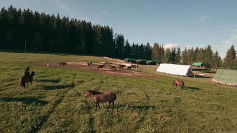Fast-orbiting-FPV-racing-drone-footage-of-a-herd-of-Hucul-horses-resting-and-grazing-on-a-pasture-in-Sihla,-Central-Slovakia,-Central-Europe